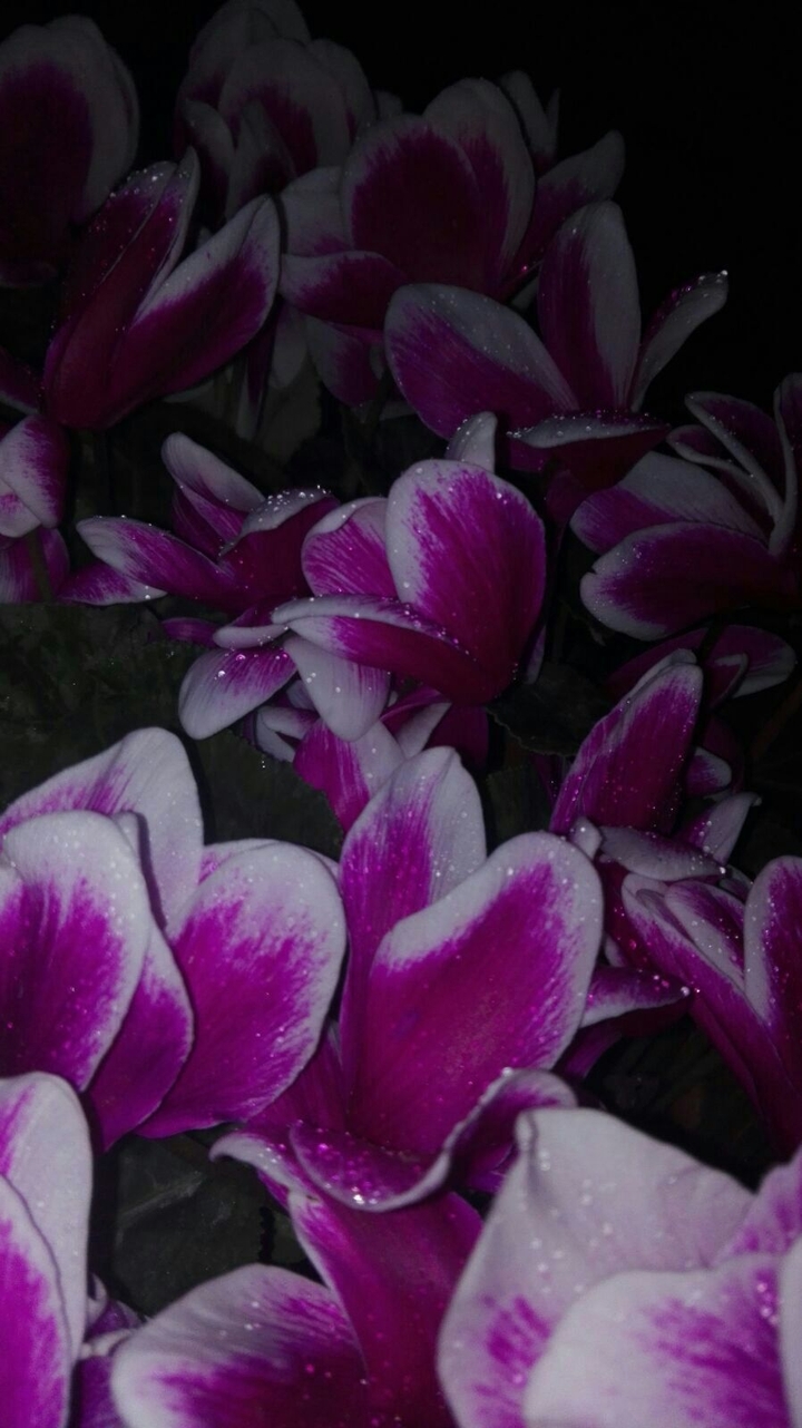 flowers