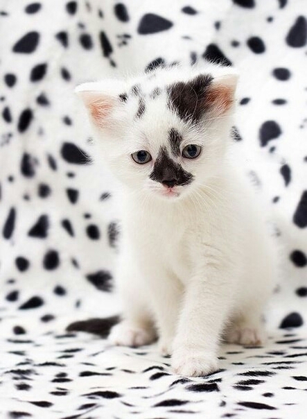 котодалматинец.