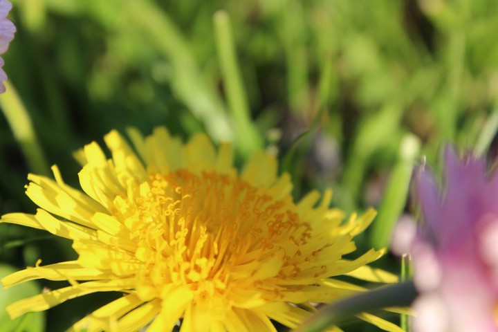 yellow ☀