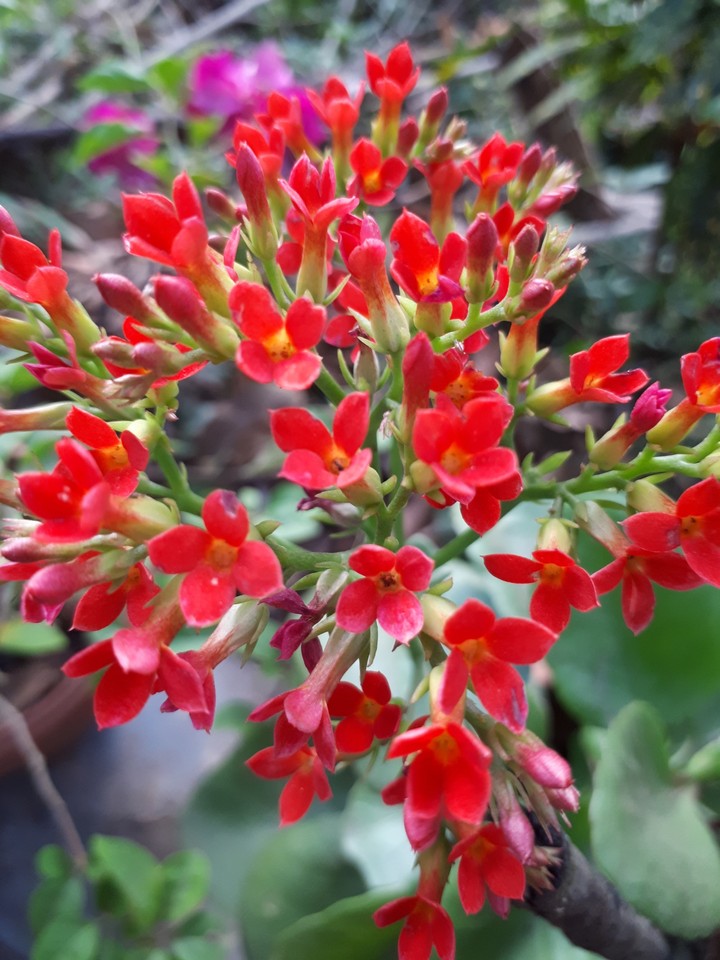 flowers