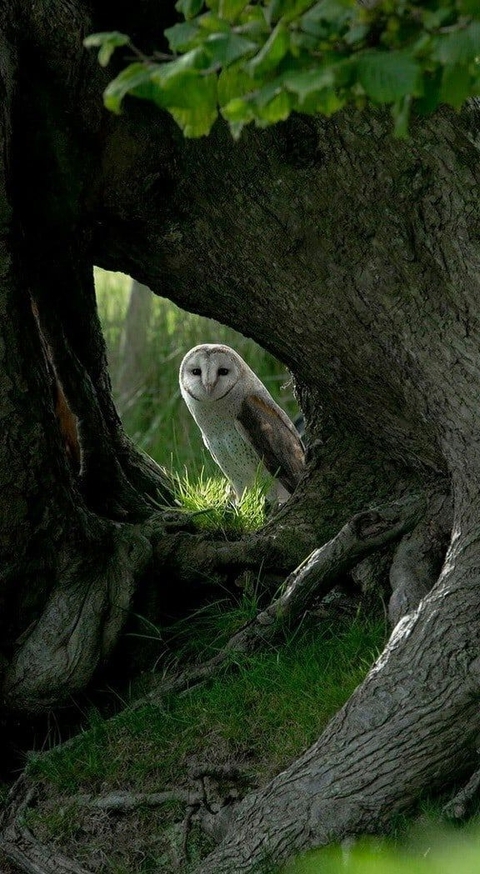тапети vertebrate, wildlife