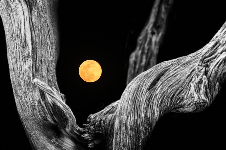 pornima moon