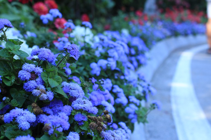 Flowers?