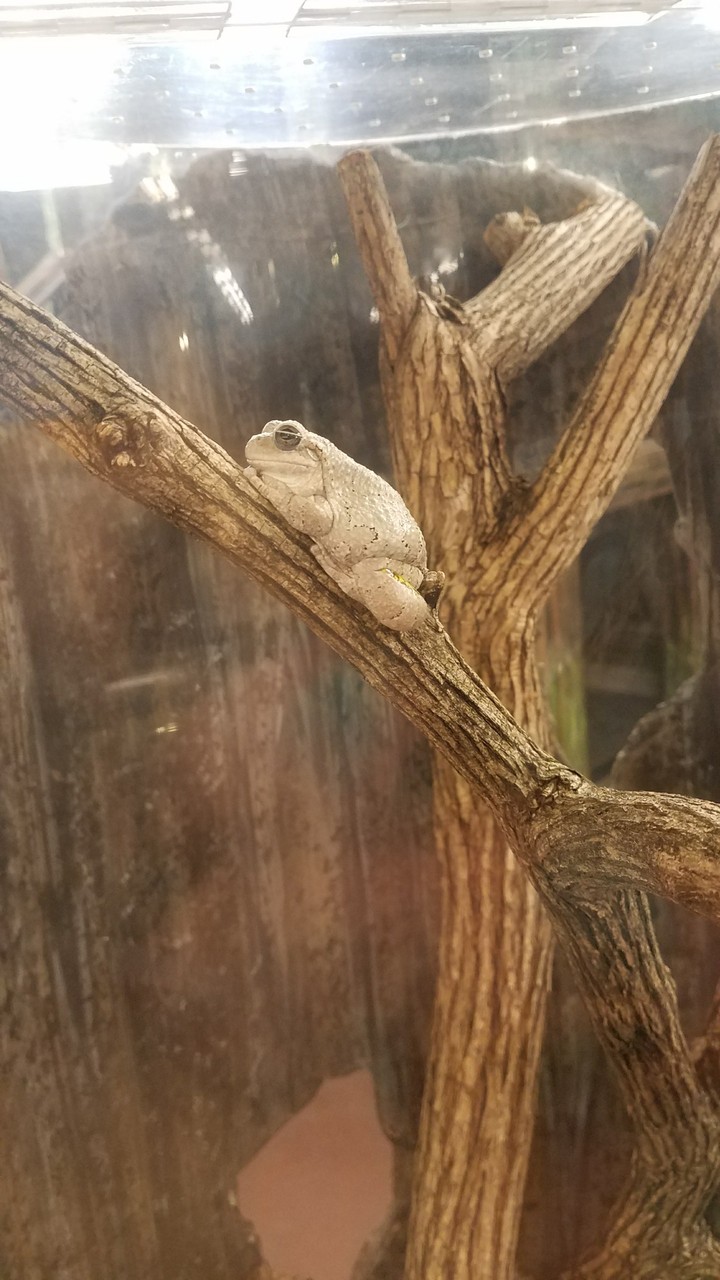 froggy