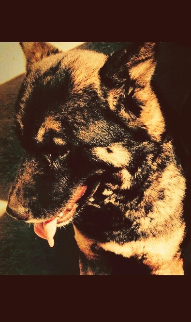 Cachorro