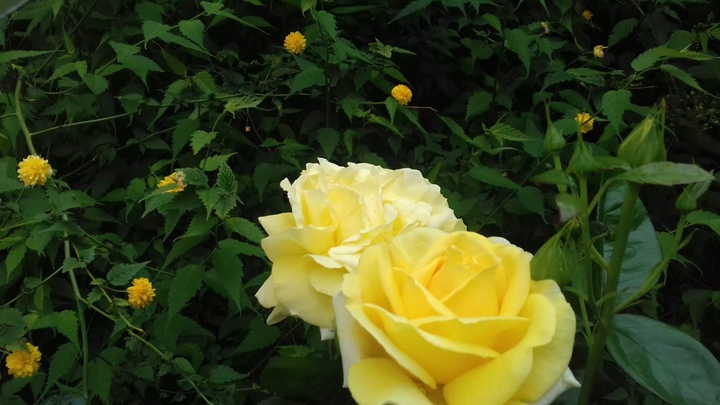 Rosas de mi jardín.