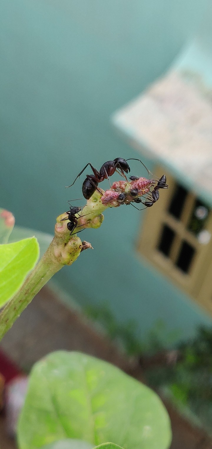 ant