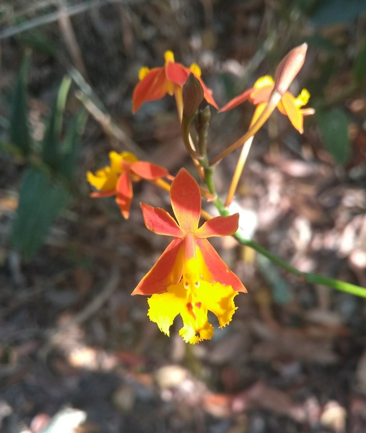 flor