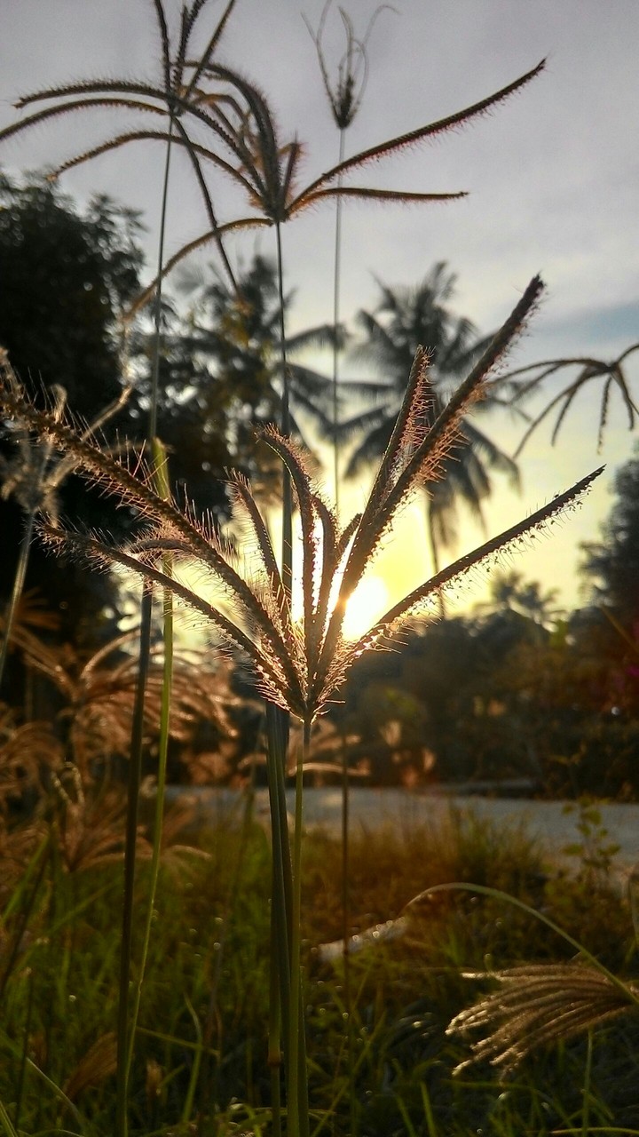 the grasses