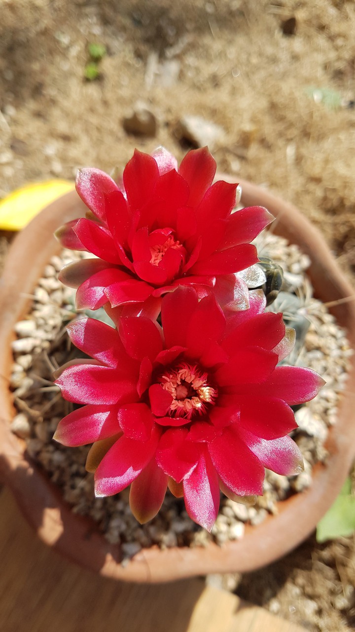 cactus