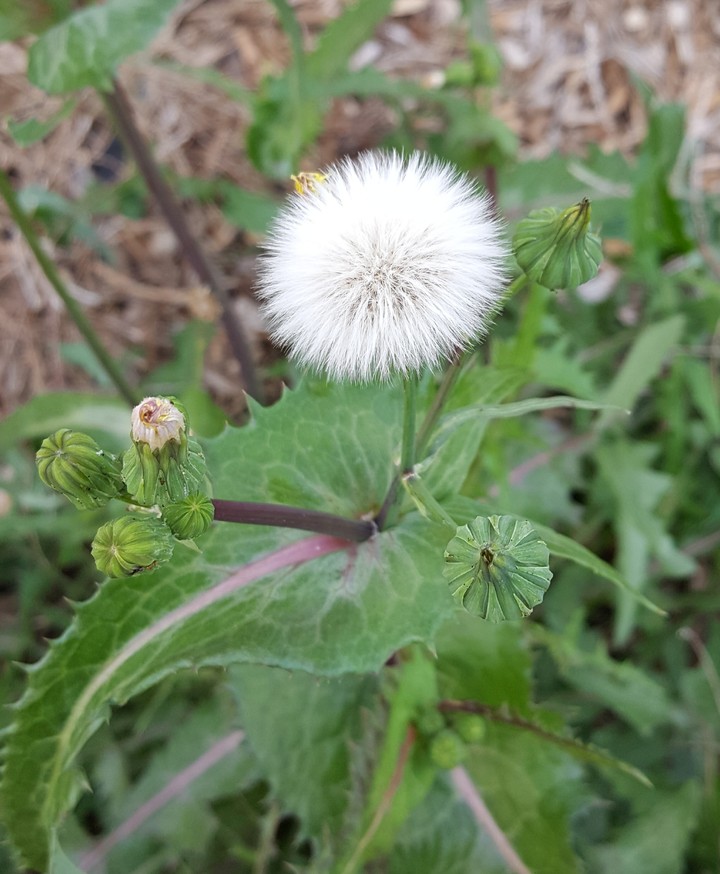 Wildflower