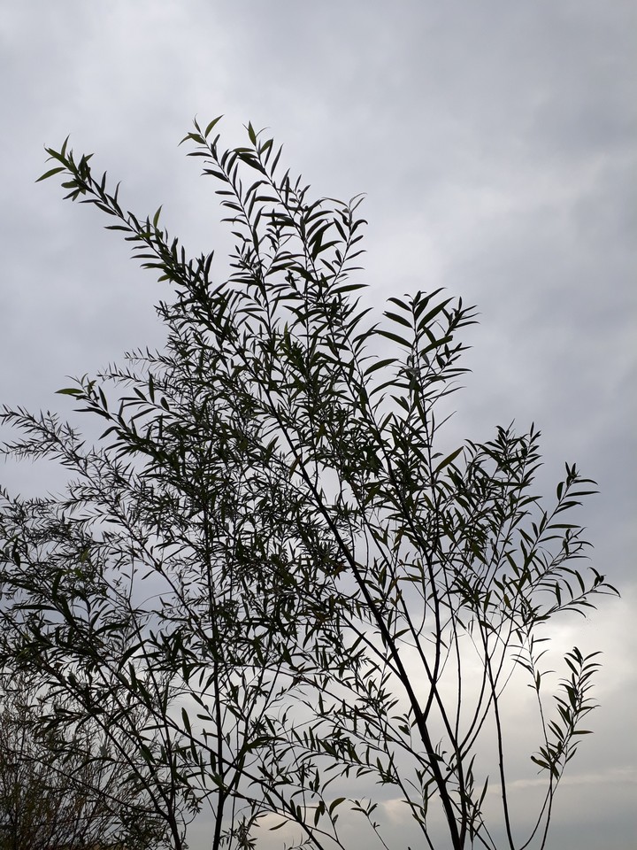 Trees