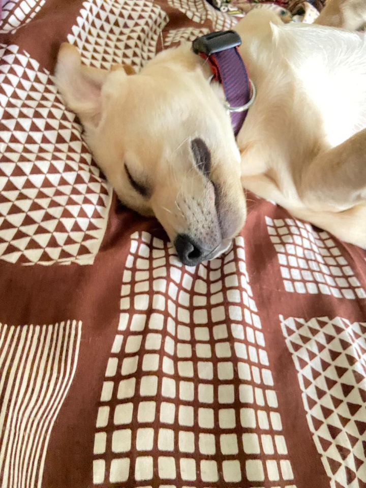 LABRADOR RETRIEVER