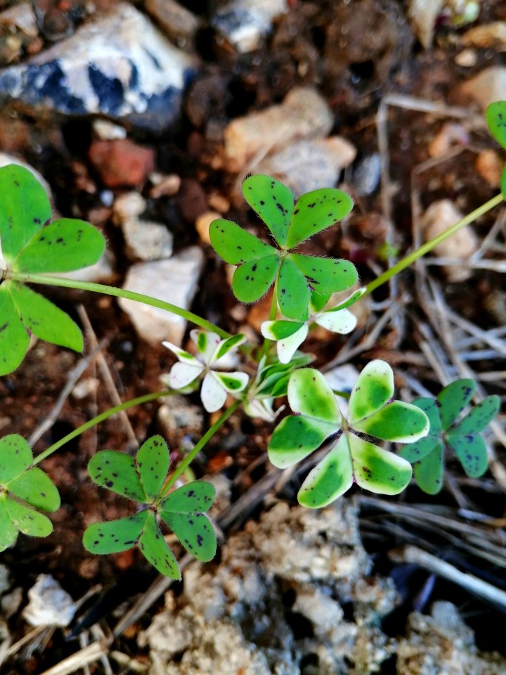 Green and white