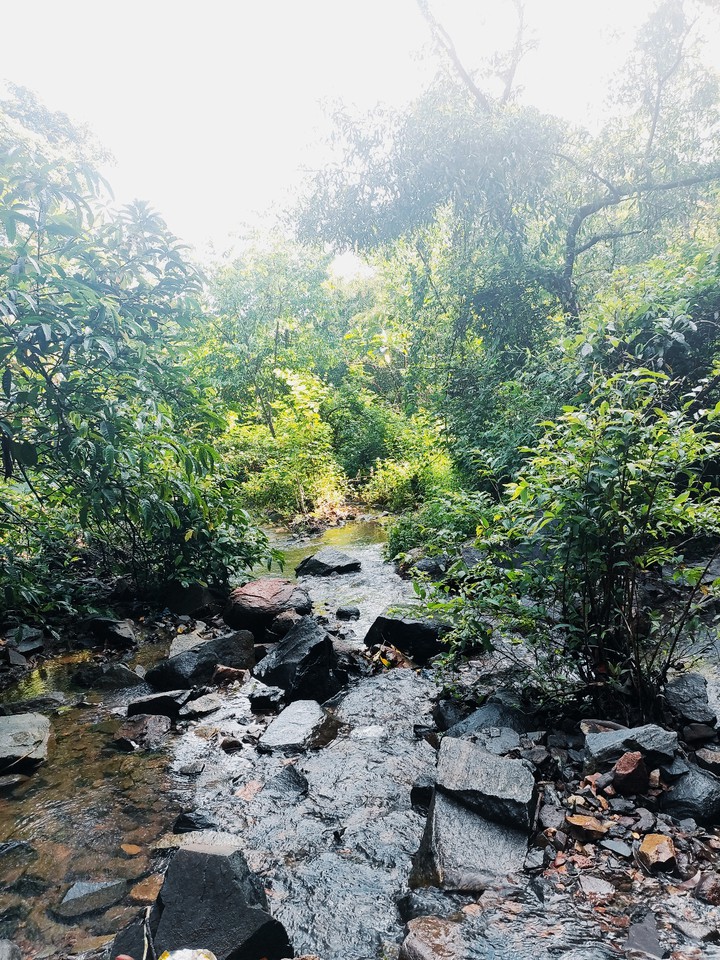 nature