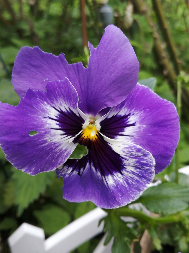 Blume