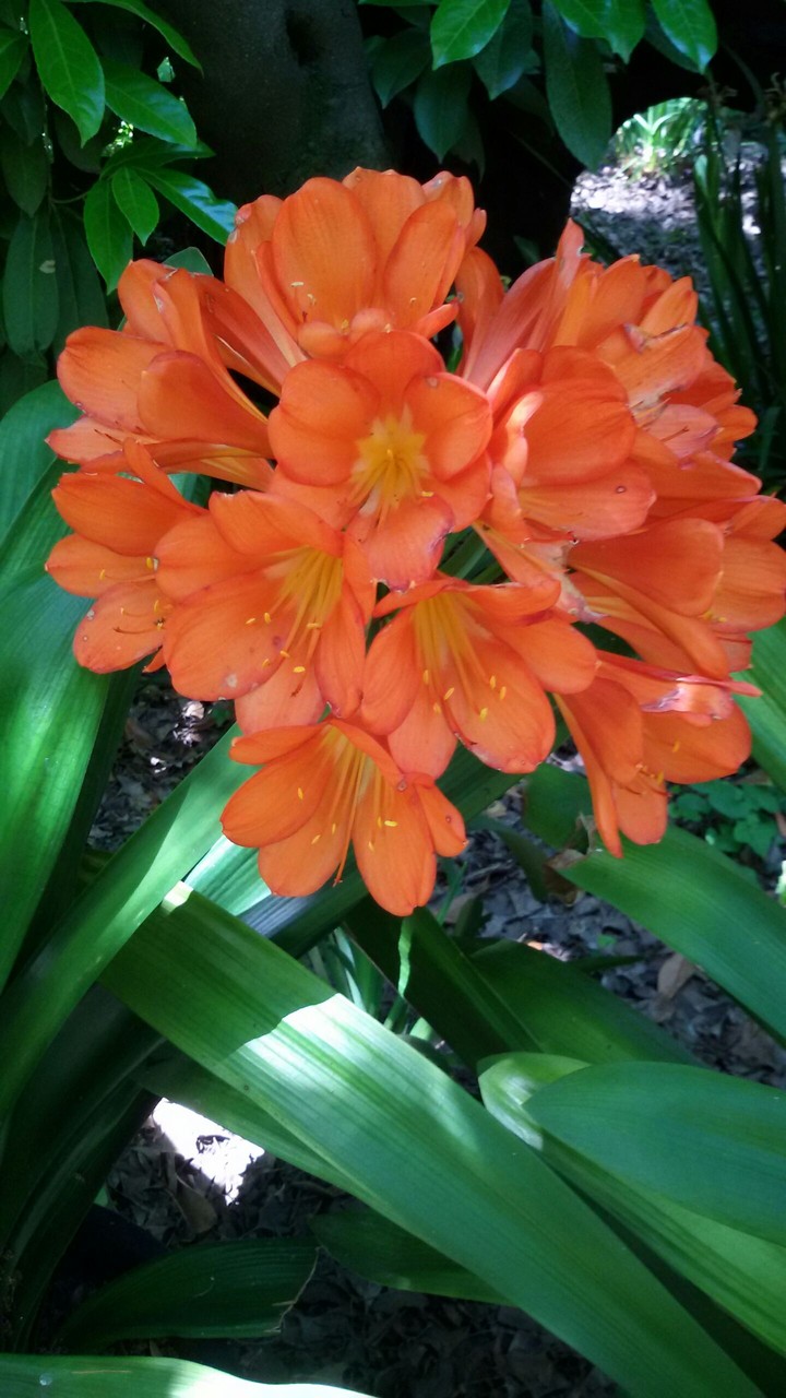 Orange Flower