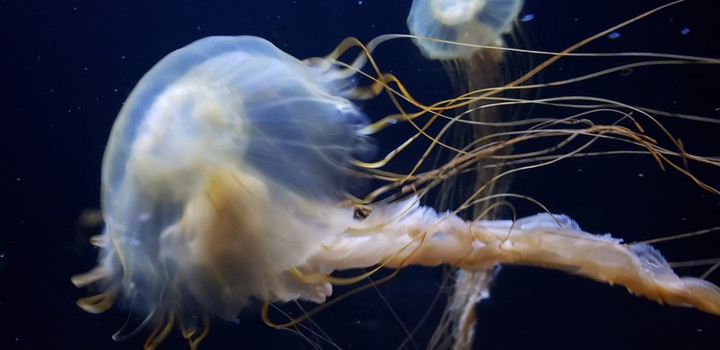 jellyfish