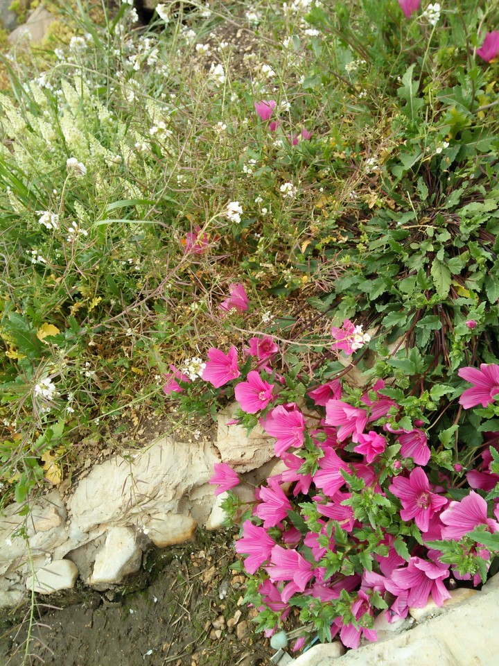 rose