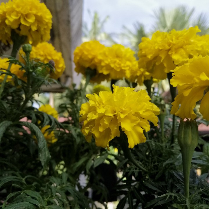 Marigold