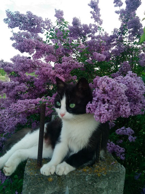A cat staying in a lilac tree