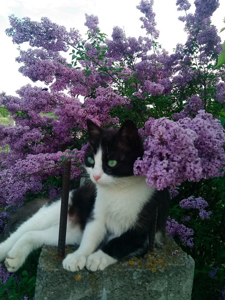 A cat staying in a lilac tree