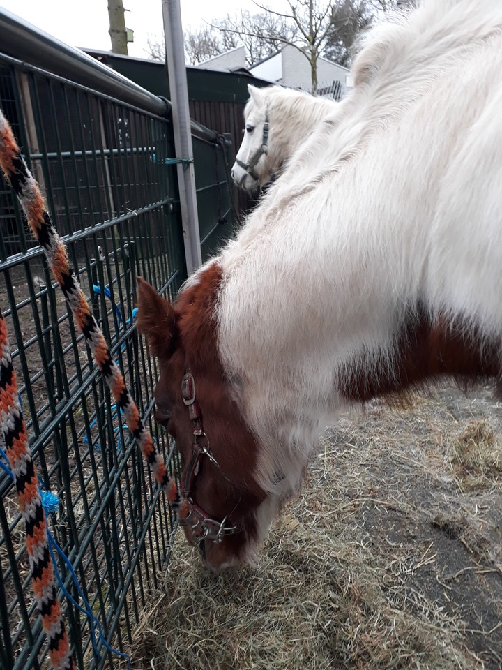 horses