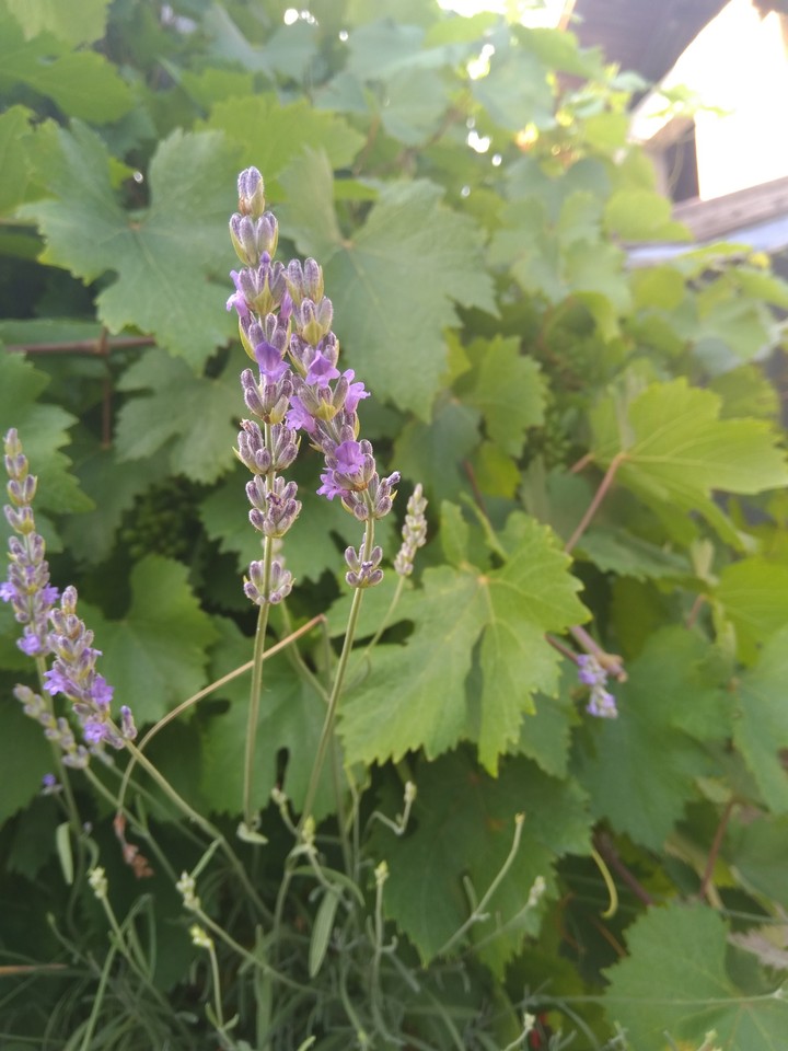lavanda
