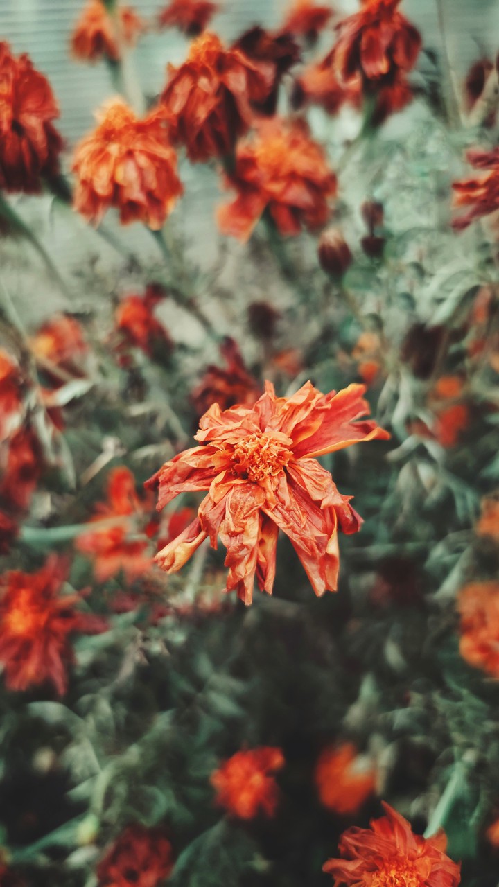 Увядающий цветок / Wilting flower