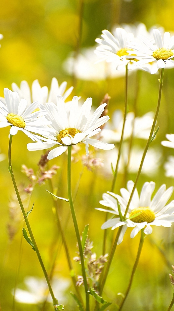 Chamomile