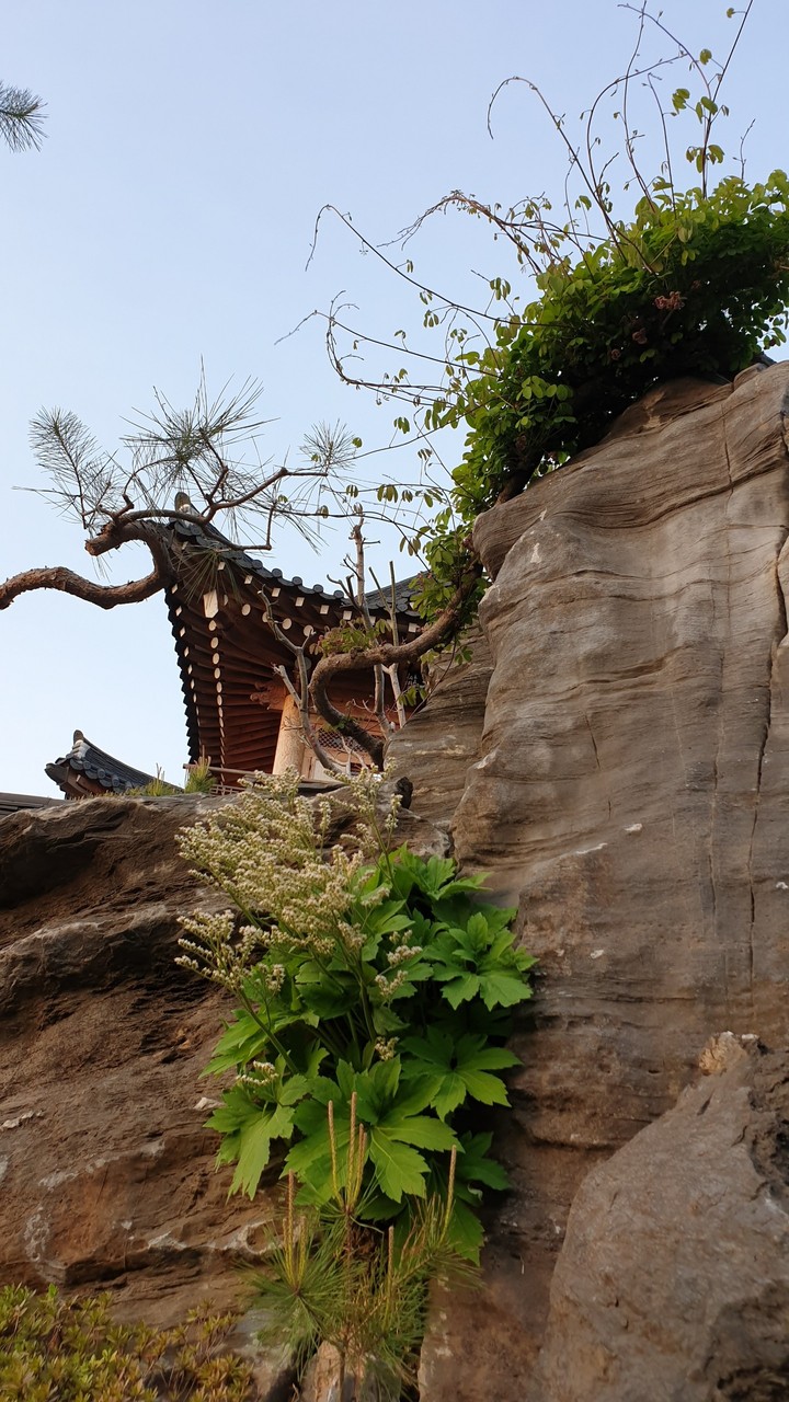 돌단풍