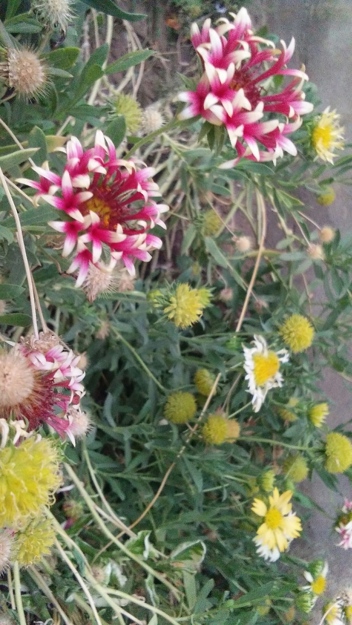 Flowers