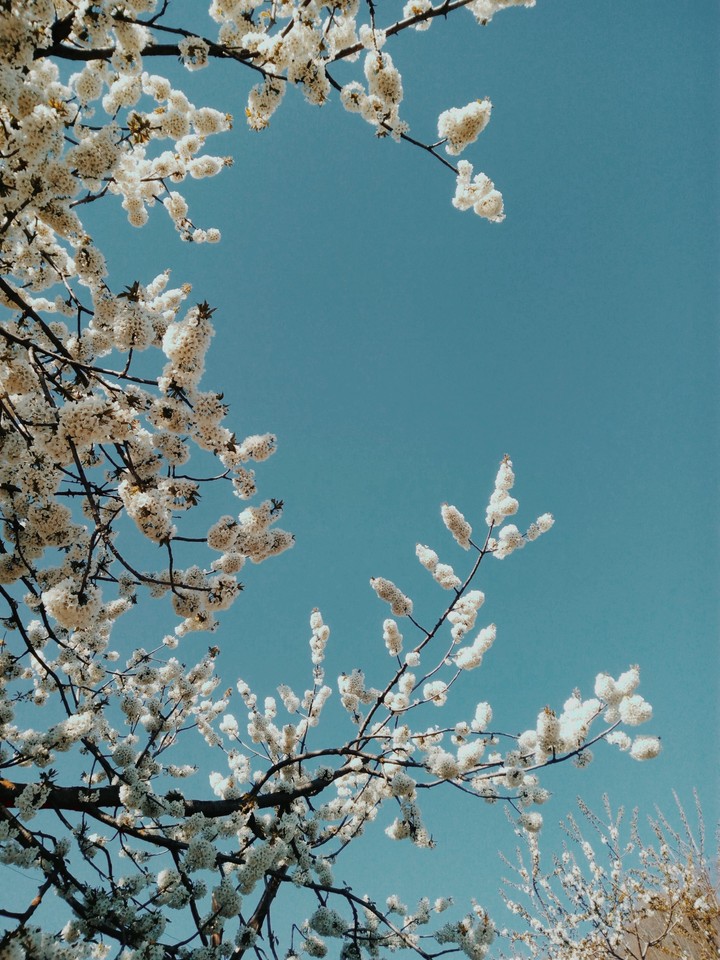 blossom