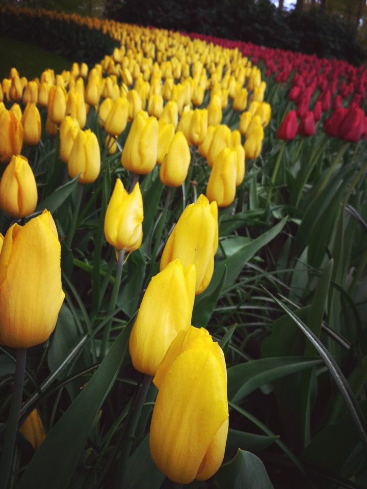 tulip garden