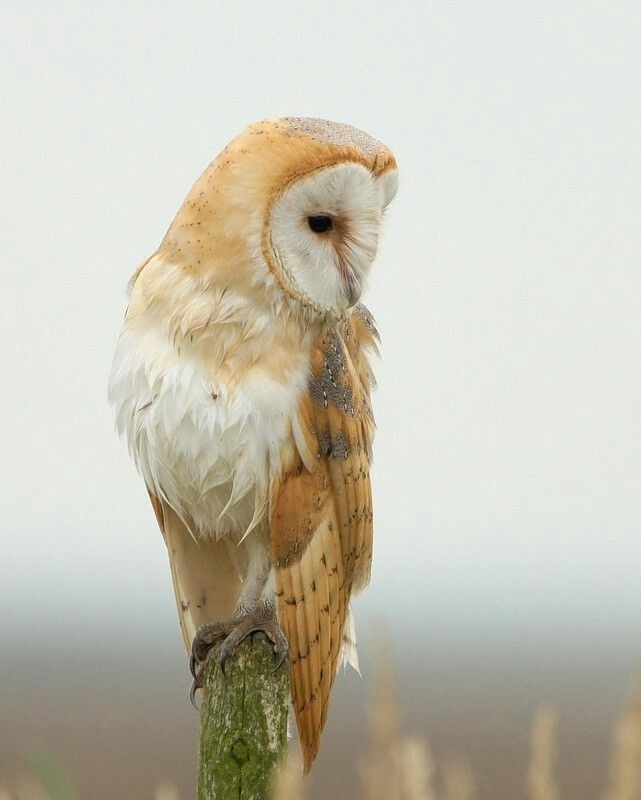 owl