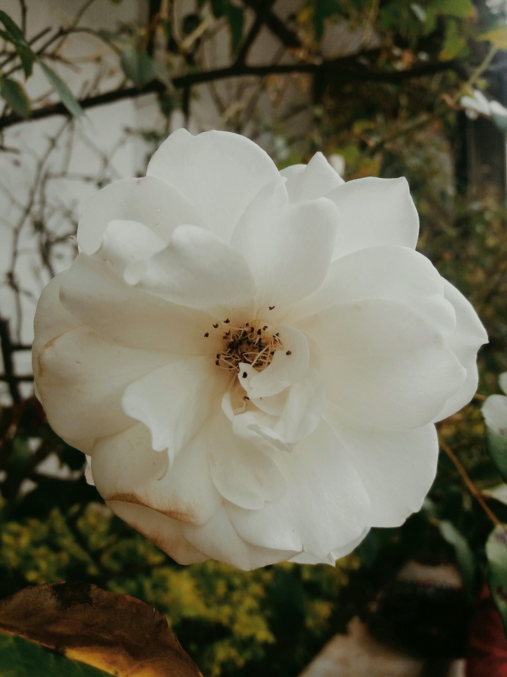 flowers White