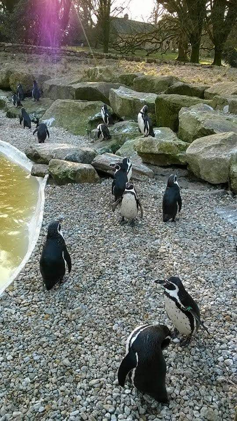 pingouins