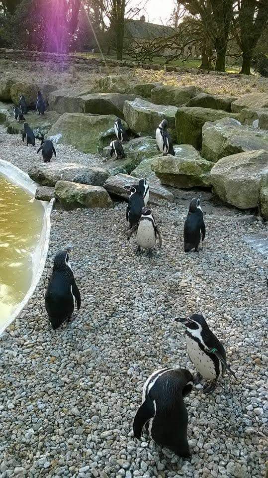 pingouins