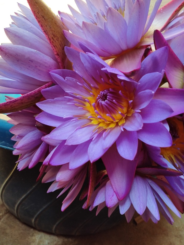 lily