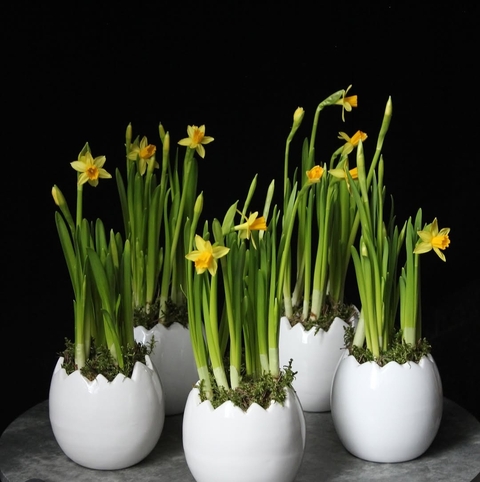 floristry, bulb壁纸