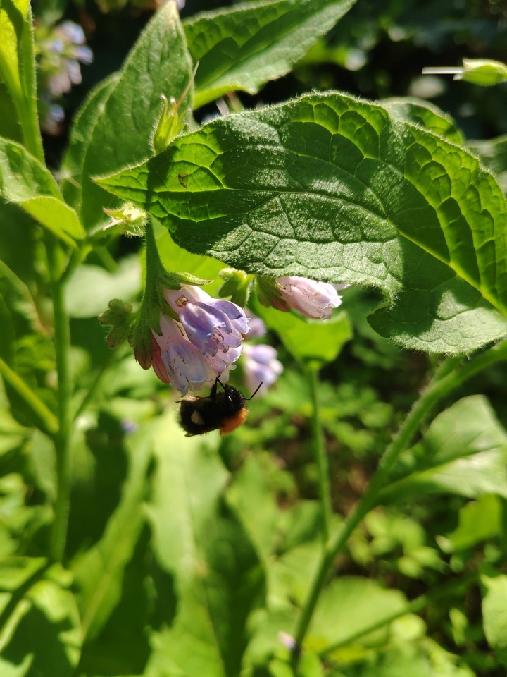 Bumblebee flower