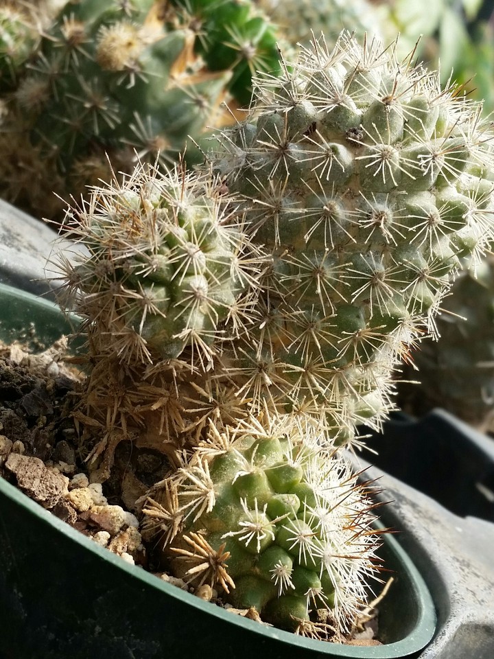 spine of cactus