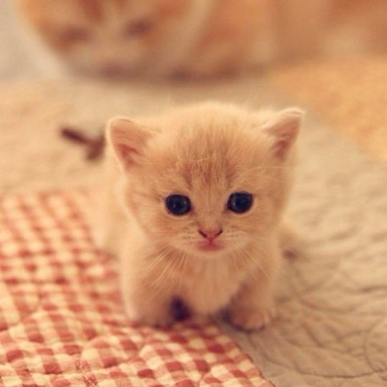 Kitten