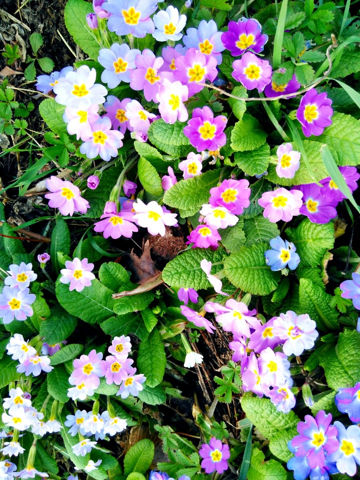 flowers