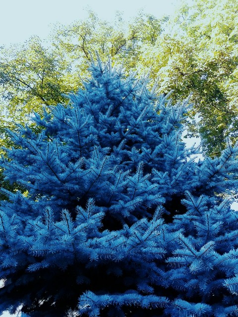 tree