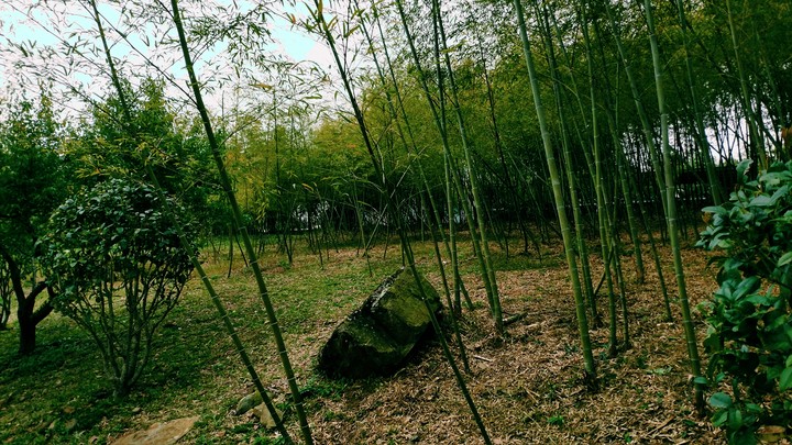 Bamboo