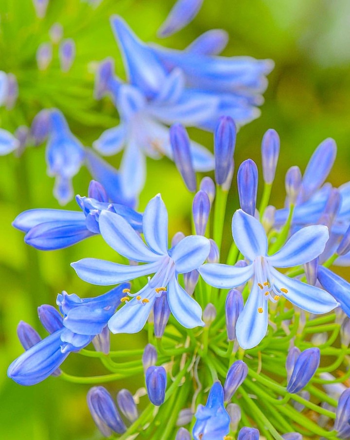 soft beauty