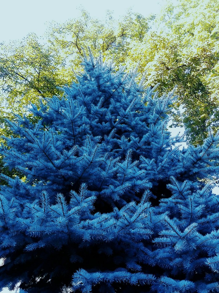 tree