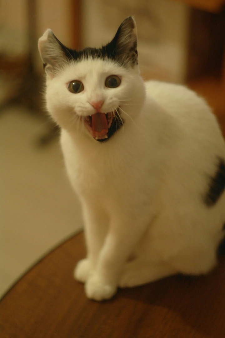 my little cat