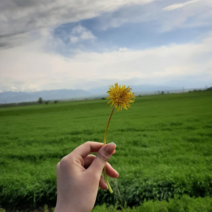 flower